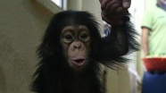 Şempanzeler su içmek için 'pipet' yapıyor