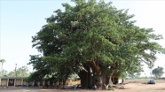 Senegal&#039;de 18 asırlık &#039;heybetli Baobab&#039; ağacı