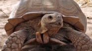 Senegal'de kaplumbağalara ait bir köy: Keur Mbonatt Yi