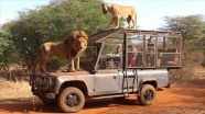 Senegal&#039;deki doğal yaşam parkının ziyaretçileri aslanları yakından görebilmek için &#039;kafese giriyor