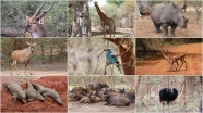 Senegal’in vahşi yaşam parkı 'Bandia Rezervi'