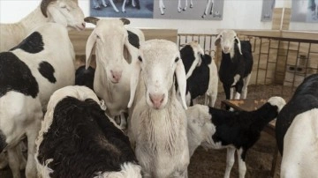 Senegal'de &quot;koyunların kralı&quot; ladoum 70 bin dolara alıcı buluyor