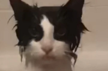 Sensor ile senbil -Arzu Leyal yazdı-