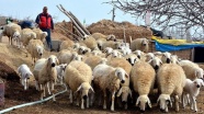 Sertifikalı çobanlar sürü sahibi oldu