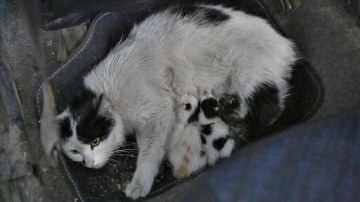 Servis aracını doğum yapan kedi ve yavrularına tahsis etti