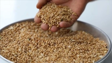 Sezonun ilk hasat edilen buğdayı Gaziantep Ticaret Borsası'nda işlem gördü