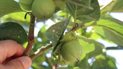 Siirt'te 4 yıl önce dikilen Trabzon hurması fidanları ilk meyvelerini verdi