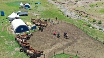Sinek Yaylası'nda göçerler "koyun kırkma" mesaisine başladı