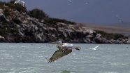 Sınır tanımayan pelikanlardan görsel şölen