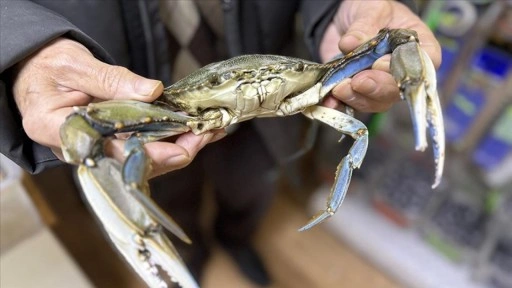 Sinop'ta balık&ccedil;ıların ağına mavi yenge&ccedil; takıldı