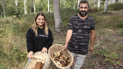Sinop'ta "fesleğen mantarı" yöre halkına gelir kapısı oluyor