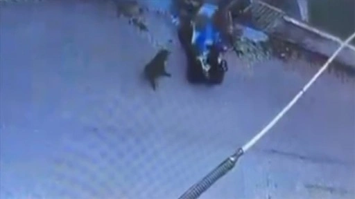 Sinop'ta sahipsiz köpeğin saldırdığı ATV aracının sürücüsü yaralandı