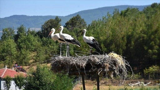 Sinop'taki Cuma Ovası'nda bu yıl leylek göçü gecikti
