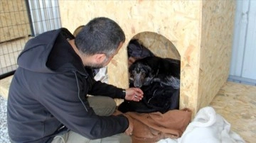 Sinop'ta hayvanseverlerce kurulan "Scak Yuvam" sahipsiz hayvanların yeni evleri olaca