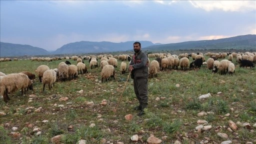 Şırnak'ta göçerler hayvanlarını yaylalara götürmek için yola koyuldu