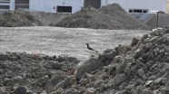 Şırnak'ta inşaat alanına yuva yapan 'büyük kız kuşu' için çalışma kısmen durduruldu