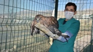 Şırnak&#039;taki Doğa Koruma ekiplerinden 178 yaralı yaban hayvanına şifa eli