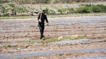 Şırnak'ta Dicle Nehri kenarındaki kullanılmayan arazide karpuz yetiştiriliyor