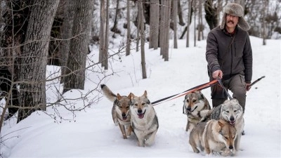 Sivas'ın bozkırında hayatını adadığı kurt k&ouml;pekleri ve yırtıcı kuşlarıyla yaşıyor