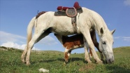 Sivas'ta annesiz danayı at emziriyor