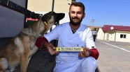 Sivas'ta 'sarı tasmalı' sokak hayvanları insanlarla iç içe yaşıyor