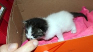 Sivas&#039;ta Vefa Sosyal Destek Grubu ekipleri ve hayvanseverler aç kalan yavru kedi için seferber oldular