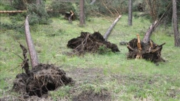 Sivas'ta etkili olan hortum çam ağaçlarını kökünden söktü