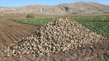 Sivas'ta şeker pancarında 1 milyon ton rekolte beklentisi