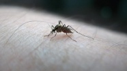 Sivrisinek vakalarının azaltılması için dere yataklarının ıslahı şart