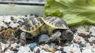 Siyam ikizi kaplumbağaların isimleri 'Pamuk' ve 'Kale' oldu