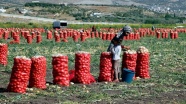 Soğan işçilerinin Ramazan&#039;da zorlu mesaisi