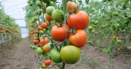 Soğuklar domatesin fiyatını yüzde 50 arttırdı