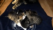 Soğukta kalan yavru kediler kurtarıldı