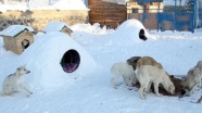 Sokak hayvanları için Eskimo usulü ev