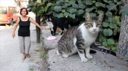 Sokak kedileri 'Sevgi' ile besleniyor