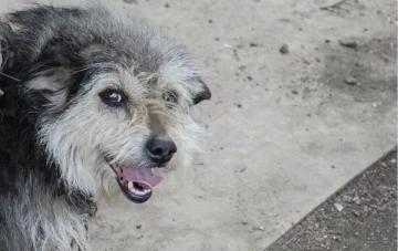 Sokak k&ouml;peği saldırıları!.. Ne yapmalı ne yapmamalı? -Dr. Orhan Yılmaz yazdı-