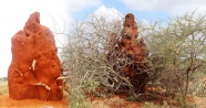 Somali’de 4 metrelik termit gökdelenleri görenleri şaşırtıyor