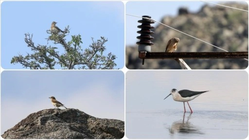 Son 20 yılda en çok kuş türü Aras Kuş Cenneti'nde kayıt altına alındı