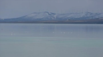 Son yağışlar Seyfe Gölü Kuş Cenneti'ne 'can suyu' oldu