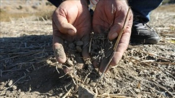 Sonbahar yağışlarının yeterli olmadığı Ege'de çiftçiler tohum ekimini erteledi