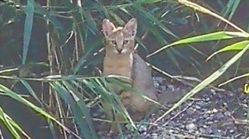 Soyu tehlike altındaki 'saz kedisi' Iğdır'daki sulak alanlarda da yaşıyor