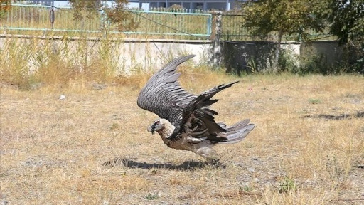 Soyu tehlikede olan yaralı sakallı akbaba, tedaviyle yaşama tutundu