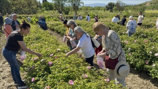 Isparta'da gül hasadına başlandı