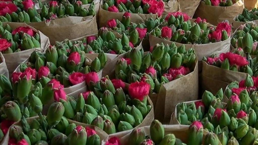 Isparta'da üretilen karanfiller Avrupa'ya ihraç ediliyor