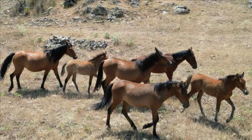 Isparta'da yılkı atlarının yaşama alanını iklim değişikliği belirliyor
