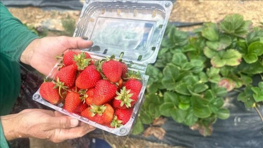 Isparta'nın yaylalarında çilek hasadı yapılıyor