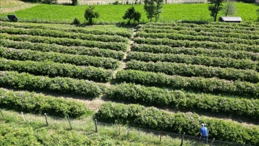 Isparta'nın yaylalarında gül hasadı sürüyor