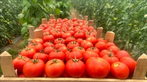 Isparta yaylalarında örtü altı domates hasadına başlandı