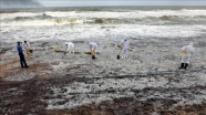 Sri Lanka kimyasal madde taşıyan geminin batmasının ardından çevre felaketiyle karşı karşıya