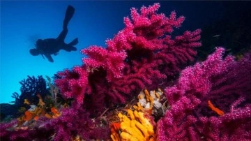 Su altı sanatçıları Ayvalık'ın kırmızı mercanlarını görüntüledi